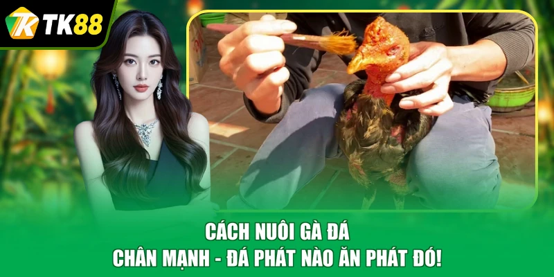 cách nuôi gà đá chân mạnh